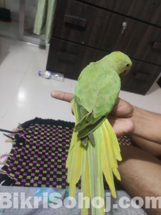 tiya pakhi